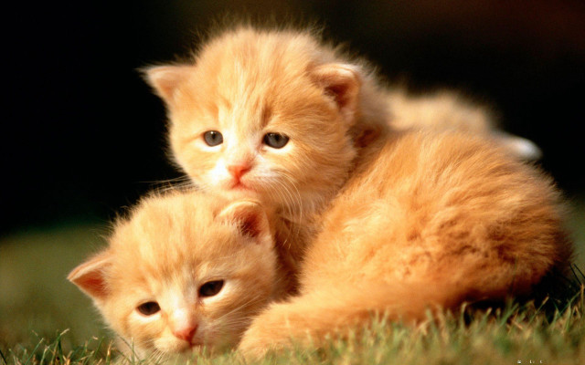 Two kittens grass sad looking #2 free wallpaper for desktop - medium preview image