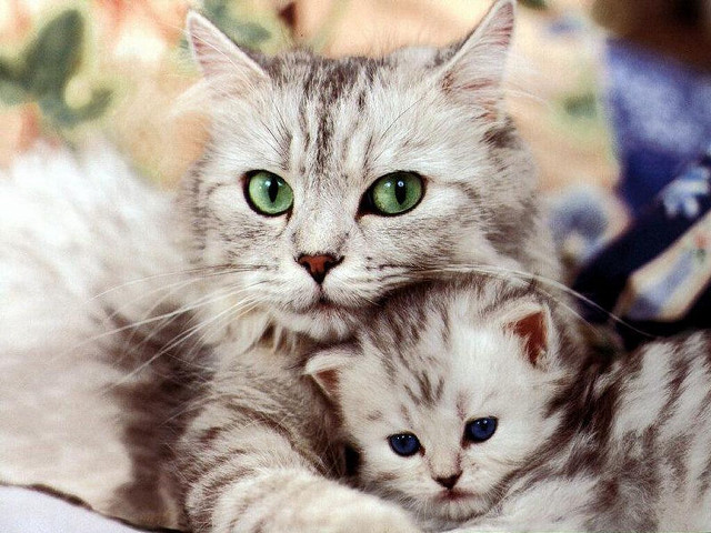 Cat green eyes mother and free wallpaper for desktop - medium preview image