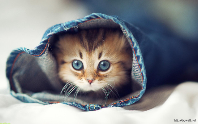 Kitten peeking blue jean bag #2 free wallpaper for desktop - medium preview image