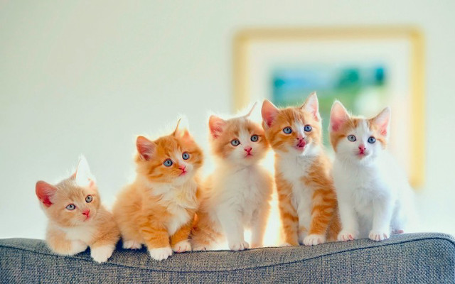 Kittens couch table group room free wallpaper for desktop - medium preview image