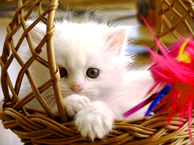 White kitten basket toy mouth free wallpaper for desktop - medium preview image