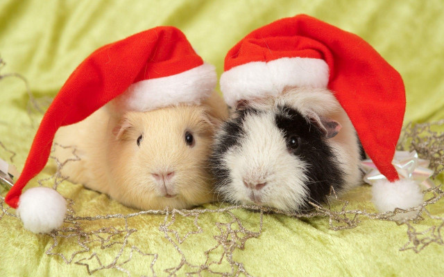 Hamsters santa hats bed together free wallpaper for desktop - medium preview image
