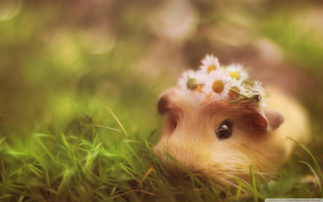 Hamster flower grass daisies head free wallpaper for desktop - medium preview image