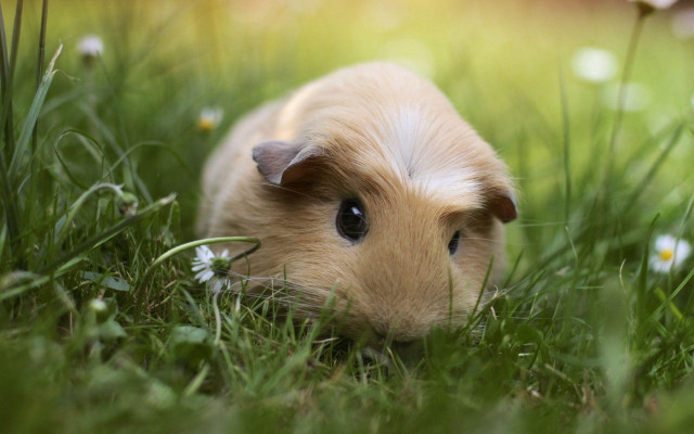 Guinea pig brown white grass free wallpaper for desktop - medium preview image