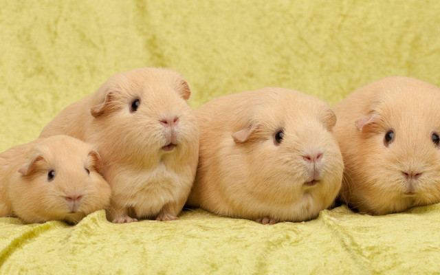 Three little hamsters blanket together free wallpaper for desktop - medium preview image