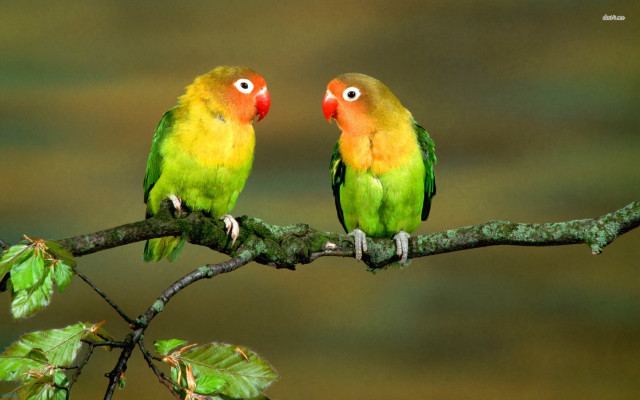 Colorful birds sitting branch leaves #3 free wallpaper for desktop - medium preview image