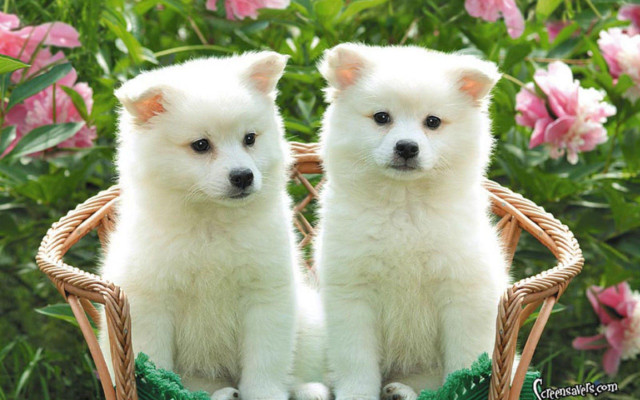 White dogs basket flower garden free wallpaper for desktop - medium preview image