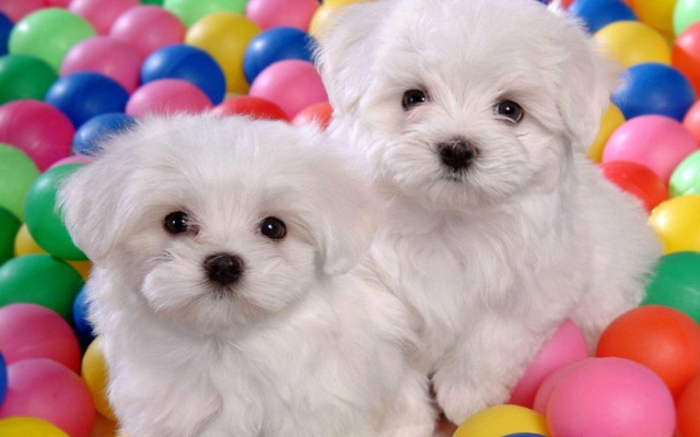 Two small white dogs ball free wallpaper for desktop - medium preview image
