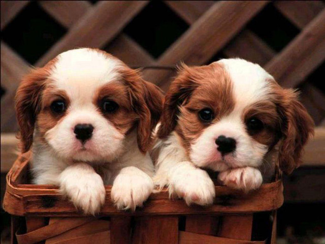 Puppies basket patio cute realistic free wallpaper for desktop - medium preview image