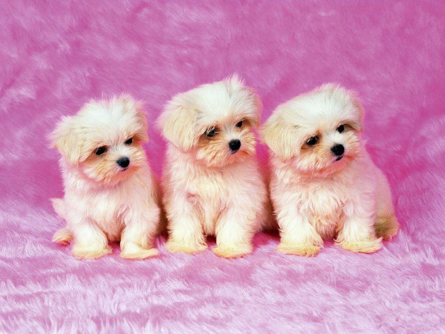 Three small white dogs pink #3 free wallpaper for desktop - medium preview image