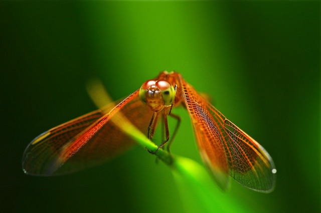 Dragonfly closeup green background blurry free wallpaper for desktop - medium preview image