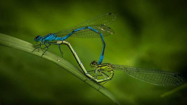 Blue yellow dragonflies green plant free wallpaper for desktop - medium preview image