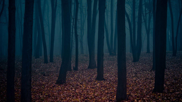 Dark forest trees leaves ground #3 free wallpaper for desktop - medium preview image