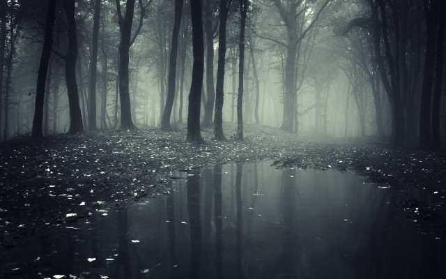 Dark forest stream fog nature free wallpaper for desktop - medium preview image