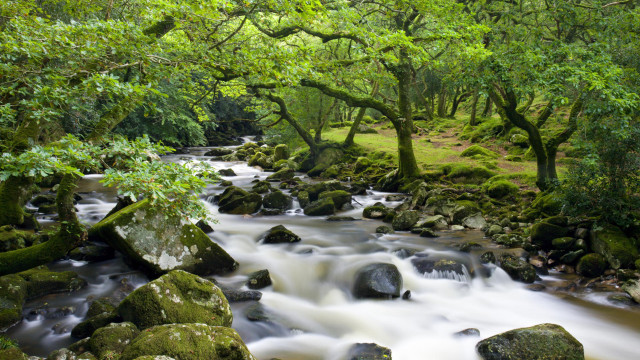 Lush green forest stream rocks #5 free wallpaper for desktop - medium preview image