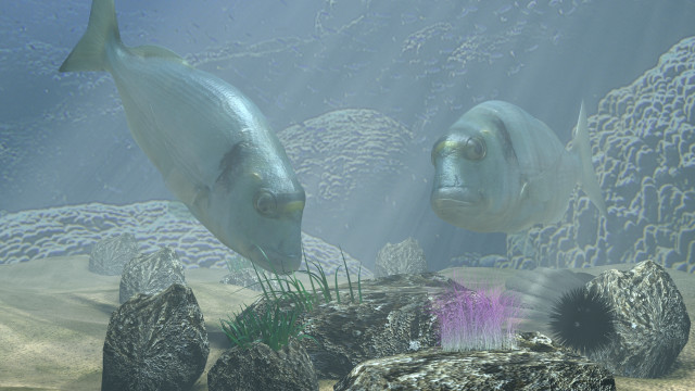 Fish aquarium rocks plants sunlight free wallpaper for desktop - medium preview image