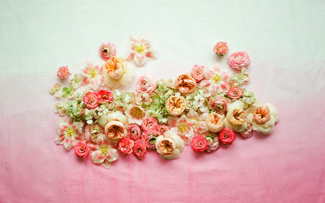 Flowers pink surface white background free wallpaper for desktop - medium preview image