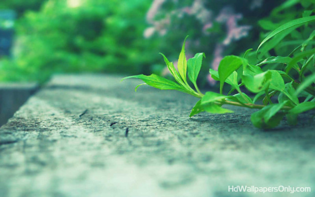 Plant ledge nature blurry bokeh free wallpaper for desktop - medium preview image