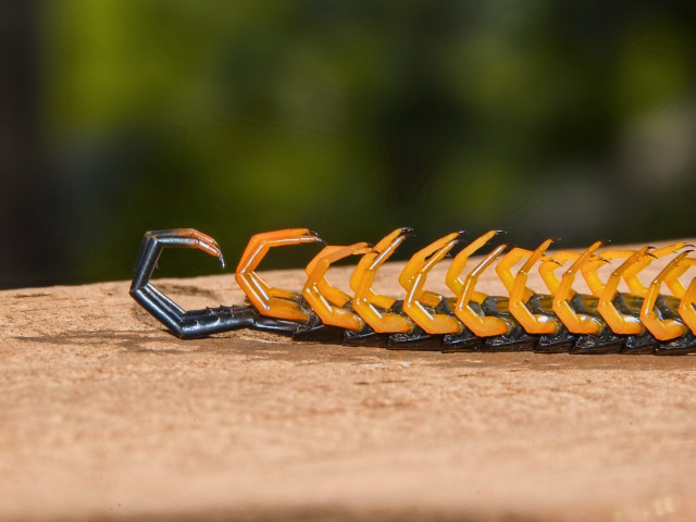 Bug macro woodland desert outdoors free wallpaper for desktop - medium preview image