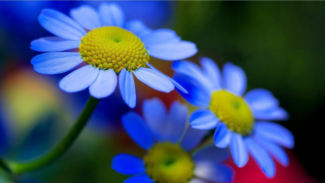 Blue flower yellow center macro free wallpaper for desktop - medium preview image