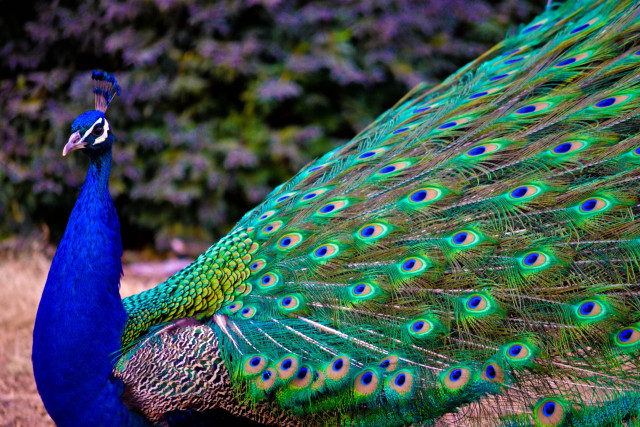Peacock feathers spread tail display #5 free wallpaper for desktop - medium preview image