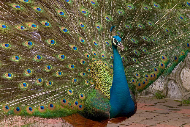 Peacock feathers spread tail display #6 free wallpaper for desktop - medium preview image
