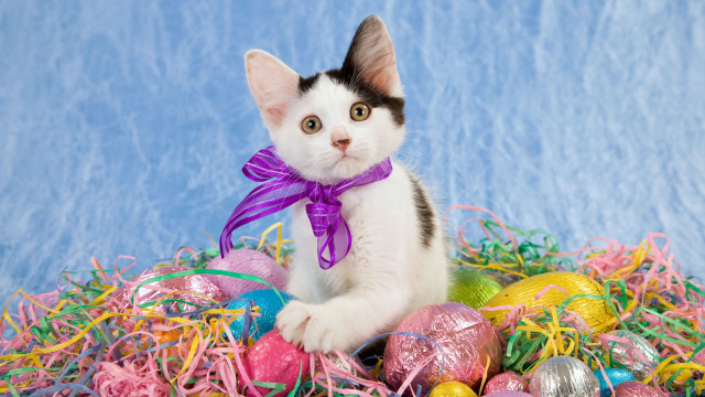 Kitten easter eggs purple ribbon free wallpaper for desktop - medium preview image