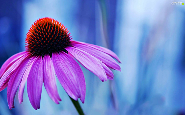 Purple flower red center blue free wallpaper for desktop - medium preview image