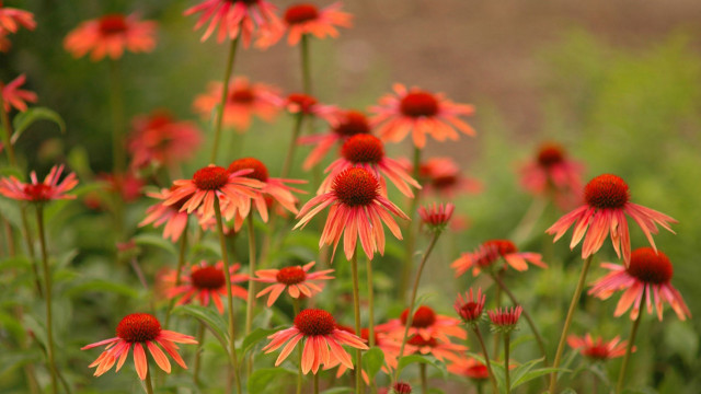 Red flowers green leaves dirt free wallpaper for desktop - medium preview image