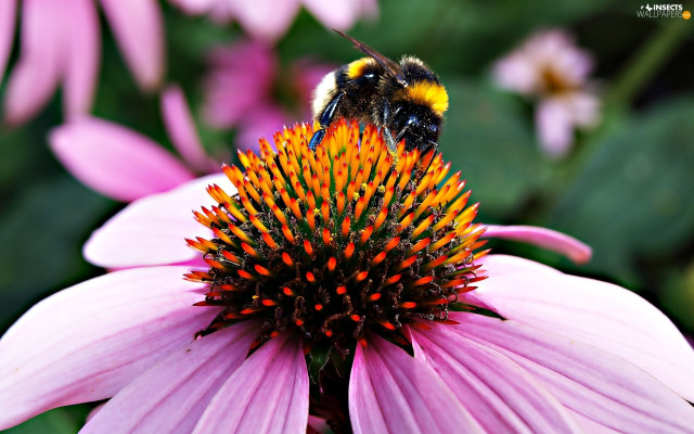 Bee flower background blurry nature free wallpaper for desktop - medium preview image