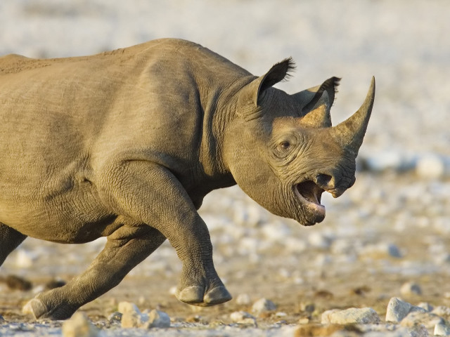 Rhinoceros running rocky area mouth free wallpaper for desktop - medium preview image