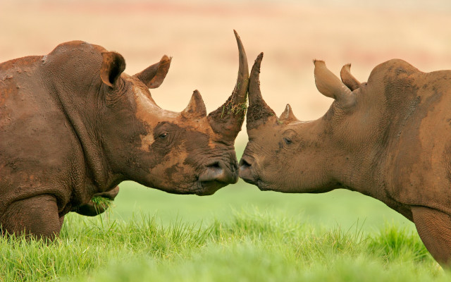 Rhinos touching noses grass field free wallpaper for desktop - medium preview image