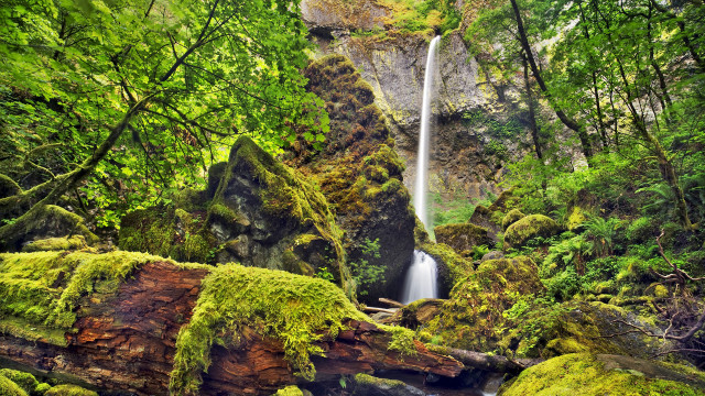 Waterfall forest moss fallenlog nature free wallpaper for desktop - medium preview image