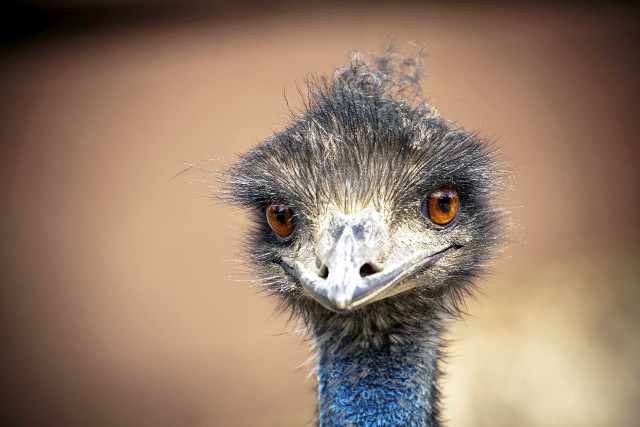 Emu brown eye closeup looking free wallpaper for desktop - medium preview image