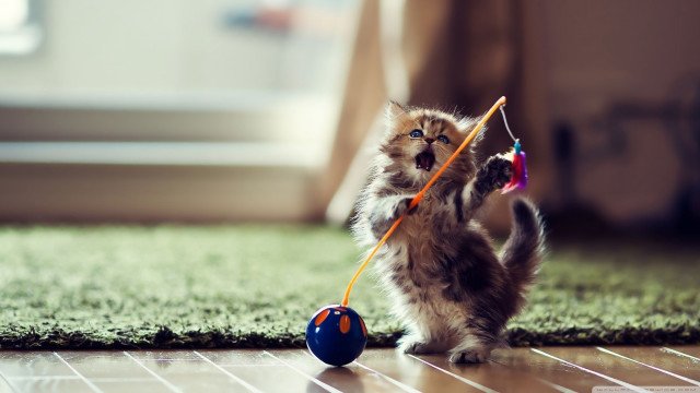 Kitten playing toy floor window free wallpaper for desktop - medium preview image