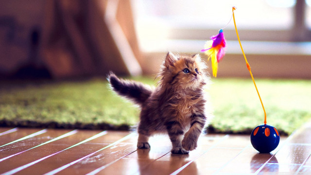 Kitten running toy string tail #2 free wallpaper for desktop - medium preview image