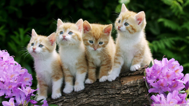 Kittens log garden purple flowers free wallpaper for desktop - medium preview image