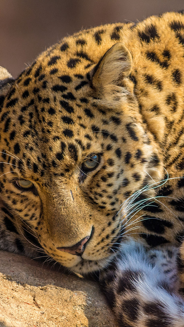 Leopard laying rock eyes closed free wallpaper for mobile - medium preview image