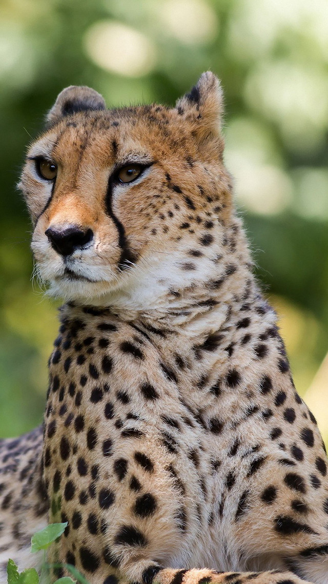 Cheetah sitting shade tree sad free wallpaper for mobile - medium preview image