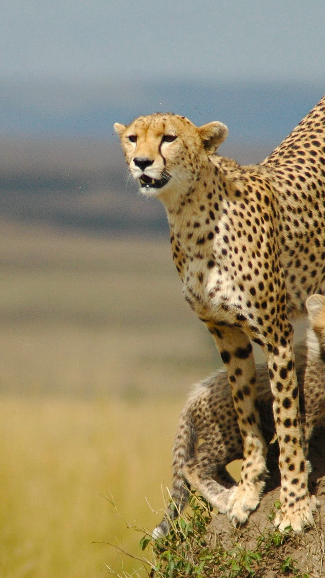 Cheetah standing rock wild another free wallpaper for mobile - medium preview image