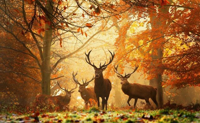 Deer forest trees leaves ground free wallpaper for desktop - medium preview image