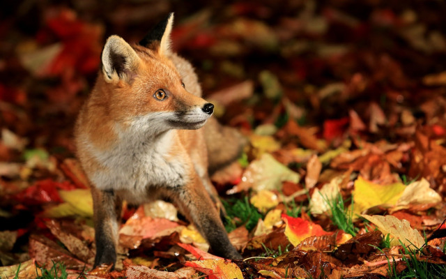 Small fox pile leaves grass free wallpaper for desktop - medium preview image