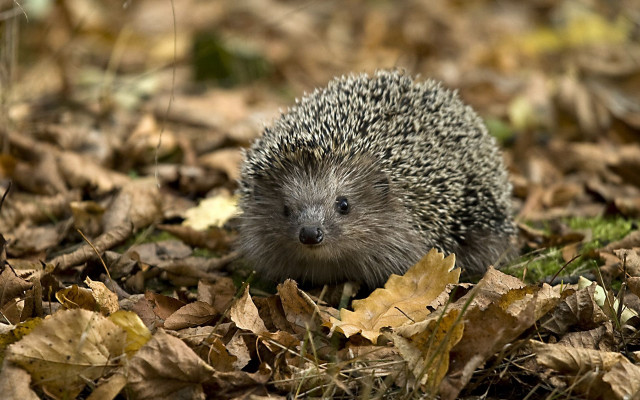 Hedgehog walking leaves forest nature free wallpaper for desktop - medium preview image