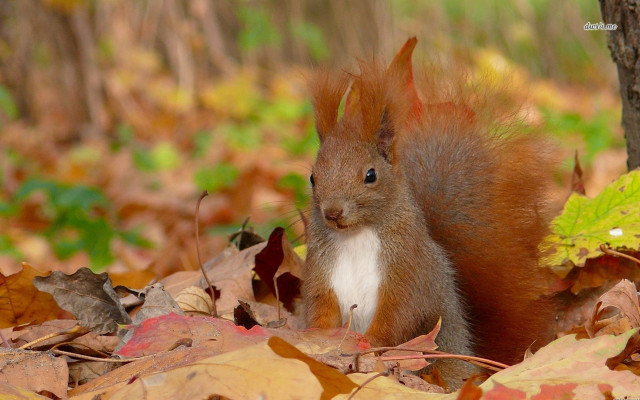 Squirrel standing leaves woods head free wallpaper for desktop - medium preview image