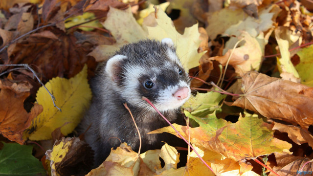 Ferret autumn leaves field nature free wallpaper for desktop - medium preview image