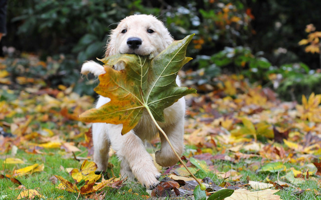 Dog carrying leaf grass leaves free wallpaper for desktop - medium preview image