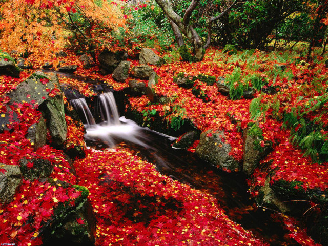 Stream red leaves rocks forest #6 free wallpaper for desktop - medium preview image