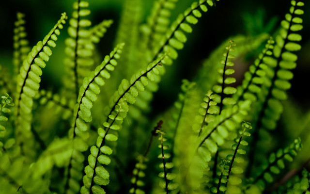 Green plant close up leaves #2 free wallpaper for desktop - medium preview image