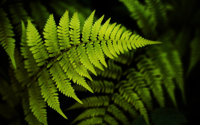 Fern closeup green leaves black free wallpaper for desktop - medium preview image