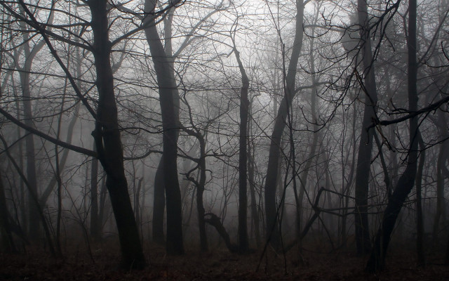 Foggy forest trees leaves bench free wallpaper for desktop - medium preview image
